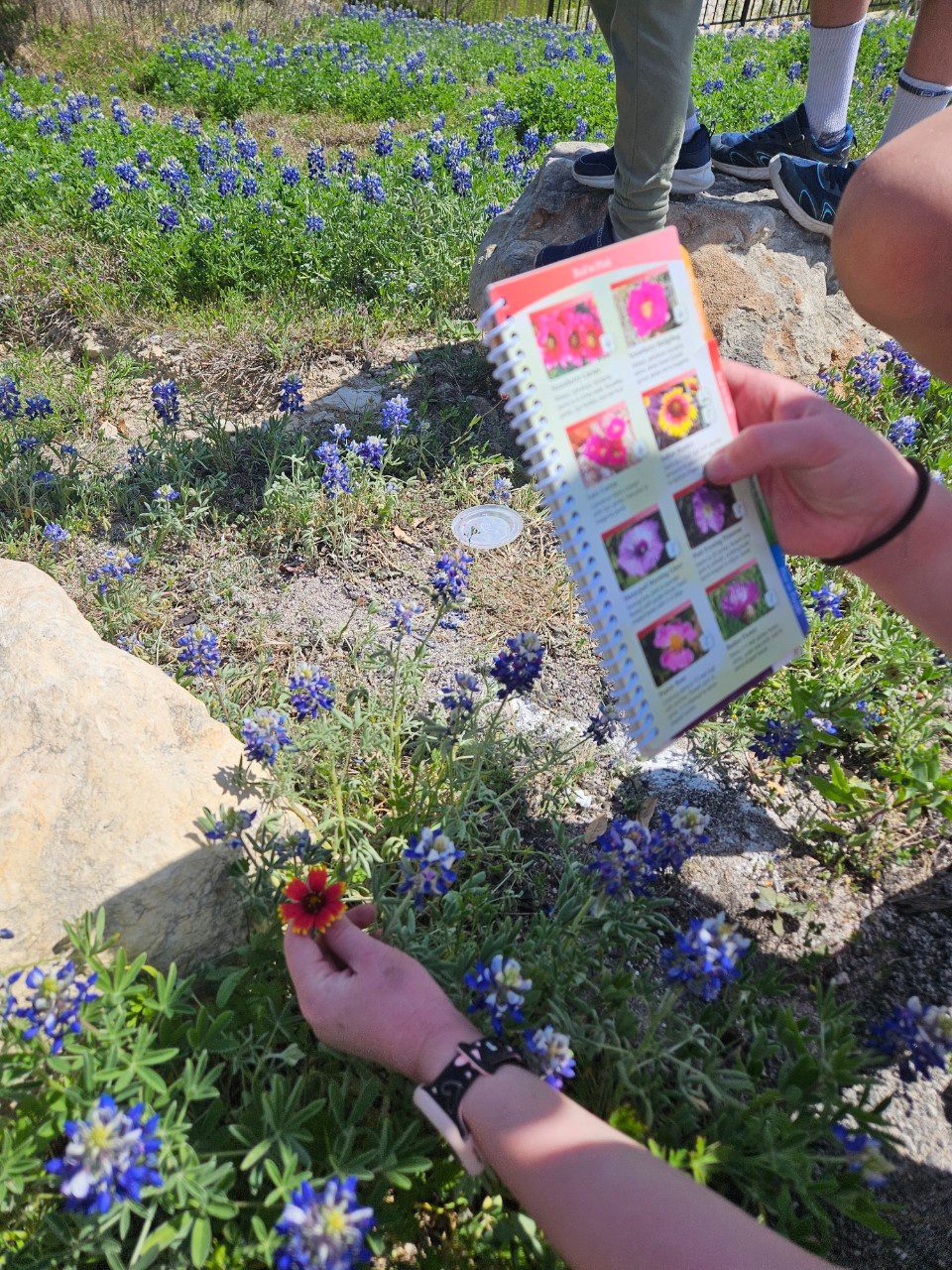 A child matches a wildflower to a field guide in a field of bluebonnets